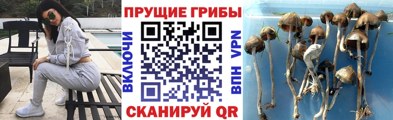 Псилоцибиновые грибы GOLDEN TEACHER  купить наркотик  Кириллов 
